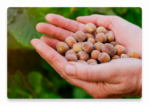 Hazelnut