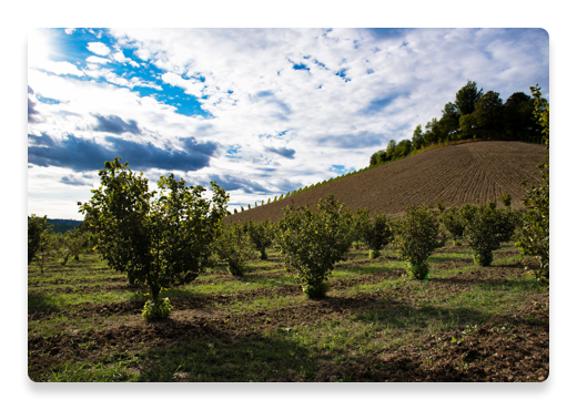 quality and fresh hazelnuts