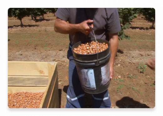 Hazelnuts Bucket Farmer