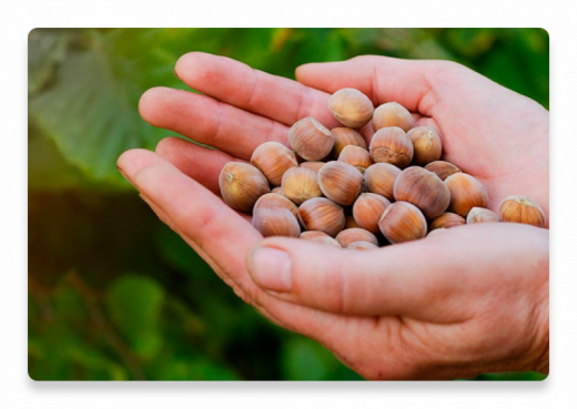Hazelnuts | Our commitment to Sustainability | Nutella®