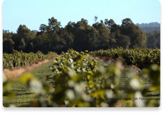Hazelnut Farm Landscape | Nutella