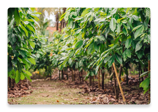 Cocoa Farming Plants | Nutella