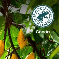 cocoa 