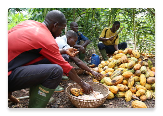 Cocoa farmers