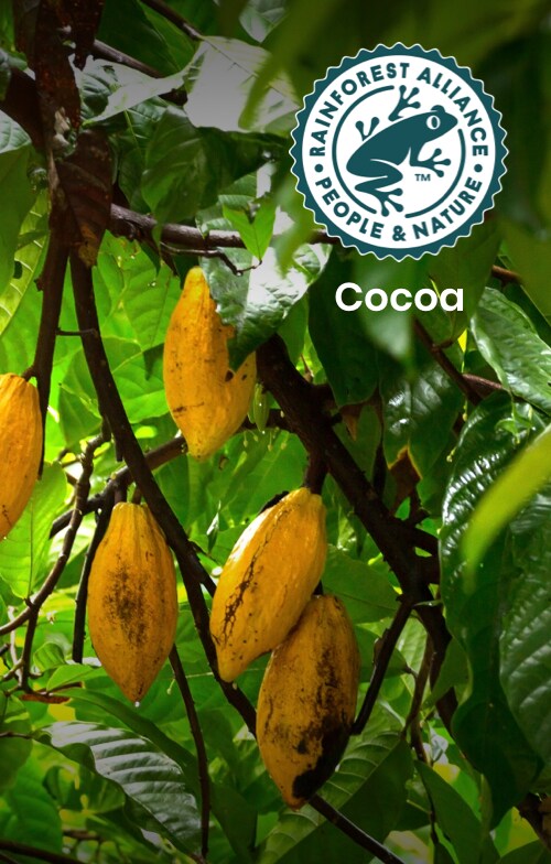 cocoa 
