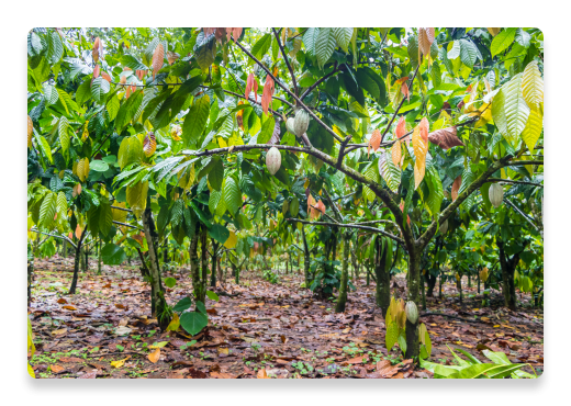 Cocoa plants