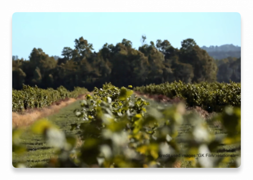 hazelnut farm landscape sky