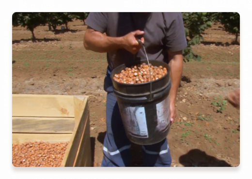 hazelnuts bucket farmer