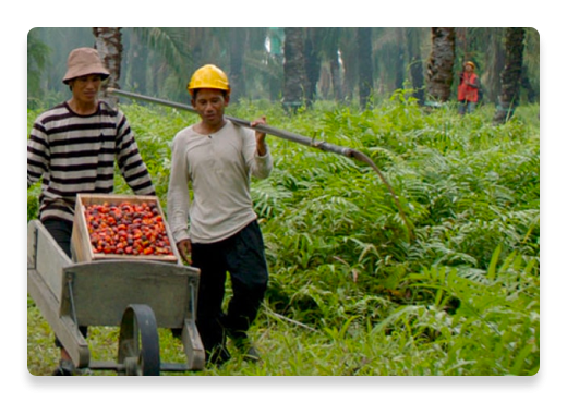 Palm Oil Farmers Trees | Nutella