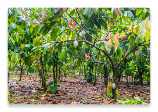 Cocoa Plant