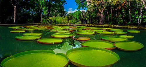 Nutella® ama el casabe del amazonas