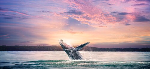 Pandebono con Nutella® 