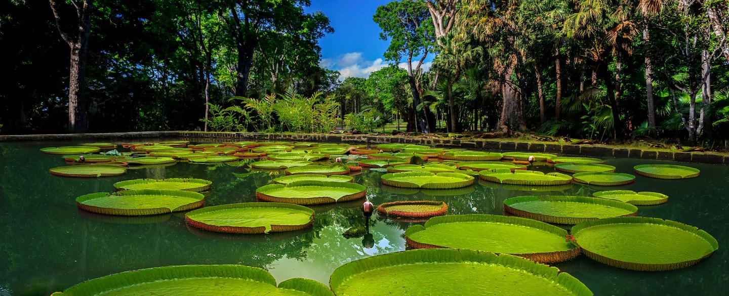 Nutella® ama el casabe del amazonas