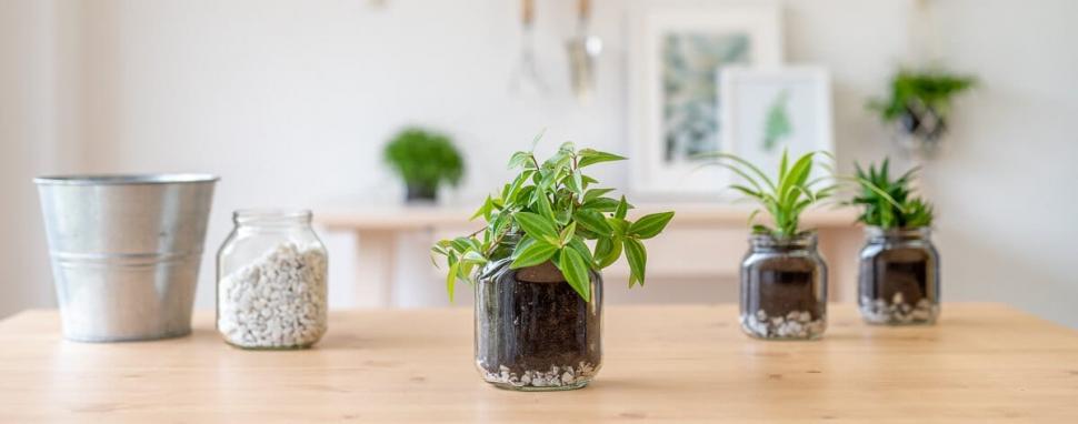 Do it Yourself Home ideas. Nutella® Plants in a Jar