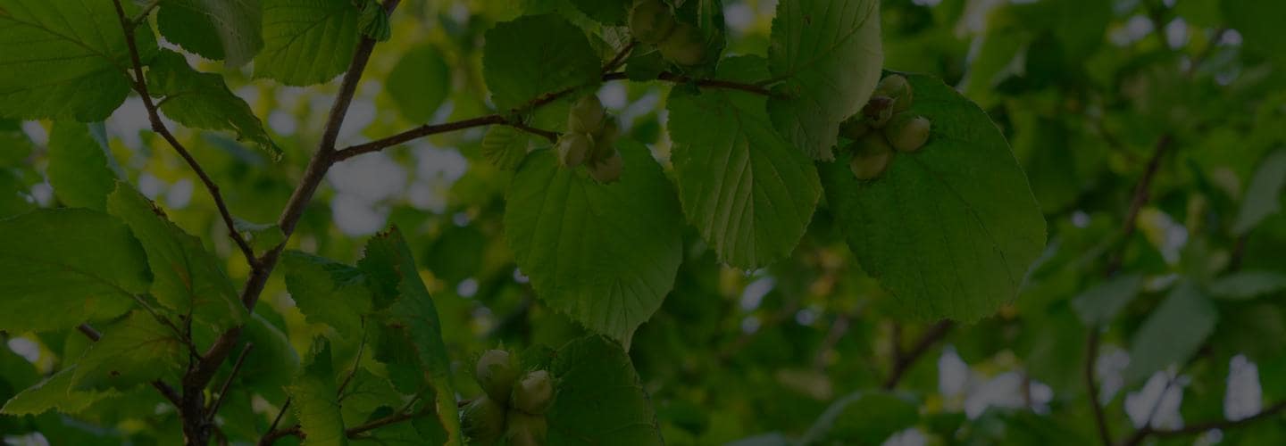 Naše lísky | Nutella