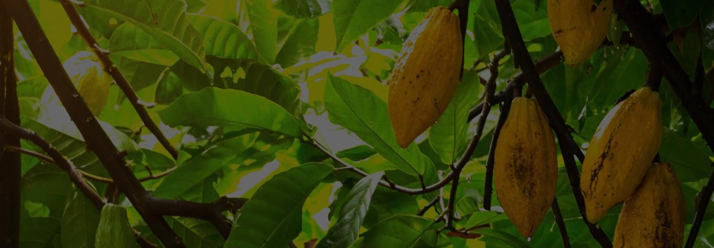 Certifikované kakao a stromy | Nutella