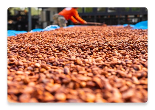 Podpora farmářů pěstujících kakao | Nutella