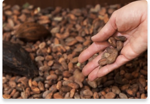 Zkušenosti s kakaovými boby | Nutella
