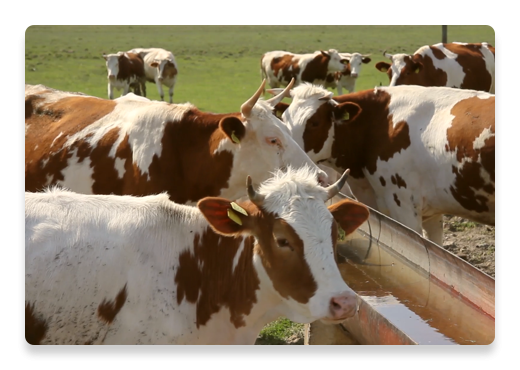 Krávy, hospodářská zvířata | Nutella