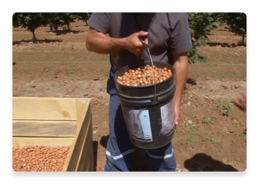hazelnut