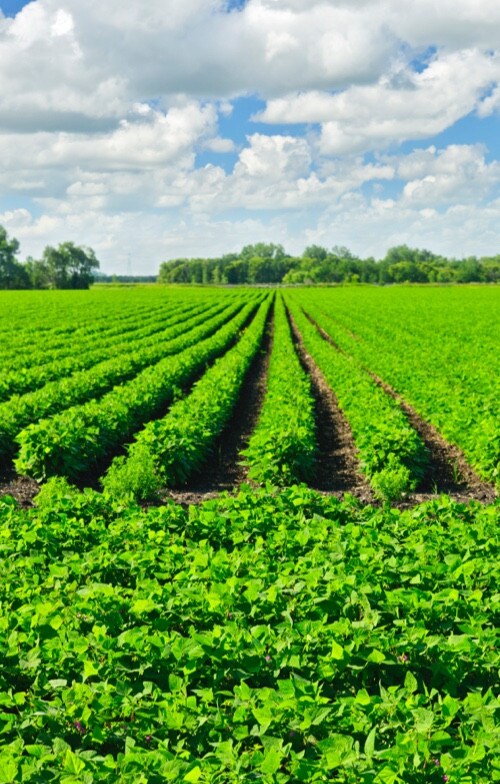 Sonnenblumenfeld zur Darstellung der Lecithin-Herkunft, Landschaftsaufnahme mit blauem Himmel.