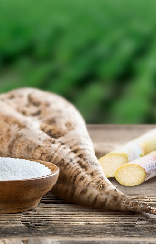 Zuckerrübe und Zuckerrohr nebeneinander, Zutatenabbildung für Zuckerquelle, Nahaufnahme.