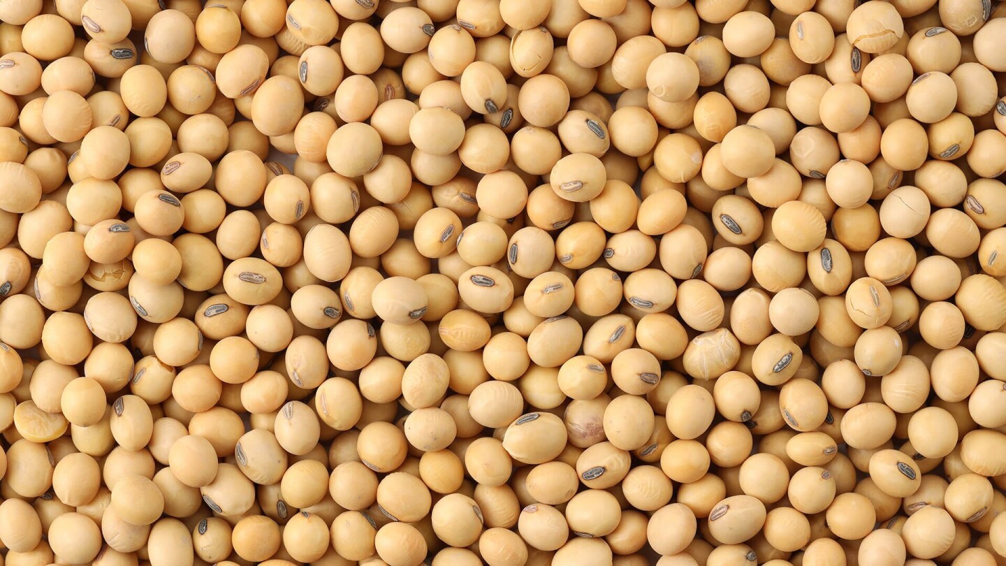 Lecithin