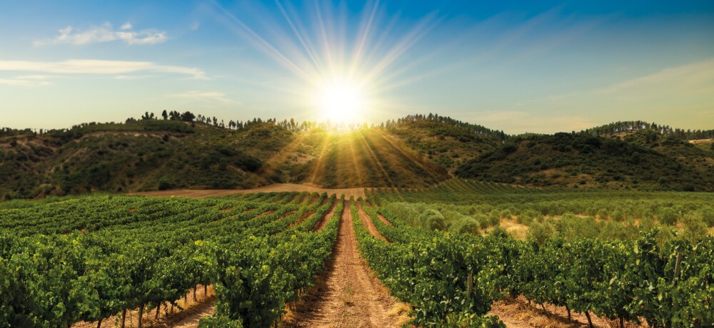 camino-de-santiago_navarra