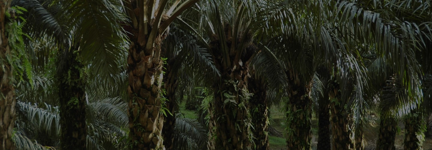 Logo Huile de palme certifiée Palmiers | Nutella