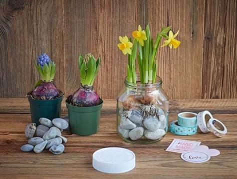 Décoration d'un pot en jardiniere avec bulbes dans le pot etape 3| Nutella