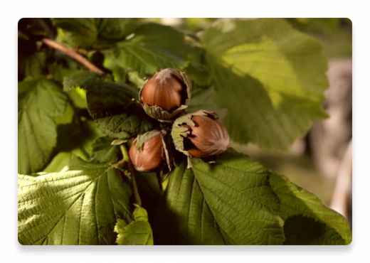 Feuilles de noisetier | Nutella