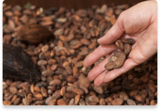 Fèves de cacao Expertise | Nutella