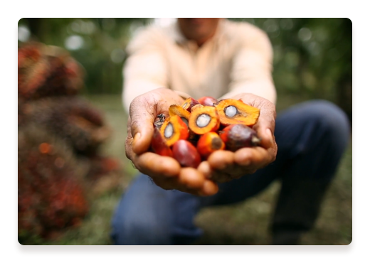 Fruits de palmier dans la main d'un producteur | Nutella