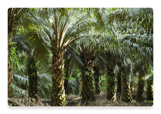 Palmiers à huile | Nutella
