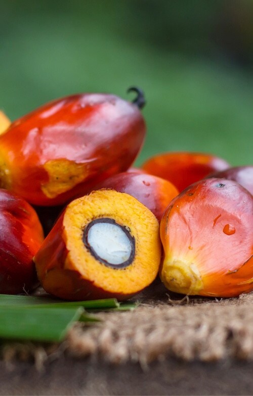 ingrédients des fruits du palmier | Nutella