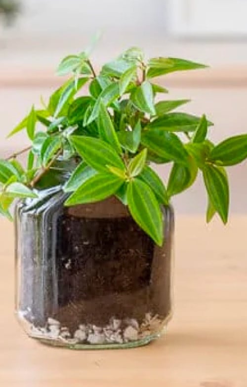 Idée DIY: Transformez un pot Nutella vide en pot de fleur pour une plante.