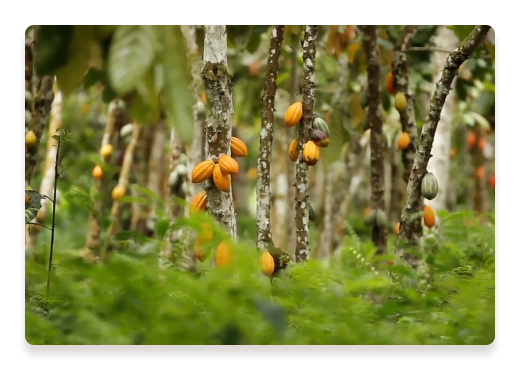 Cocoa quality