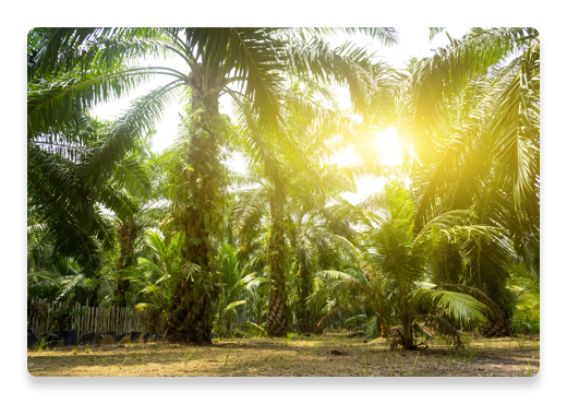 Palm Oil Trees