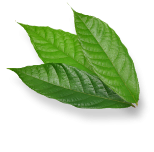 cocoa leaves