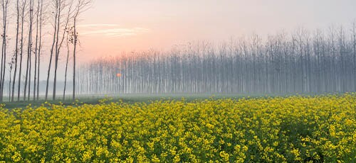 Punjab