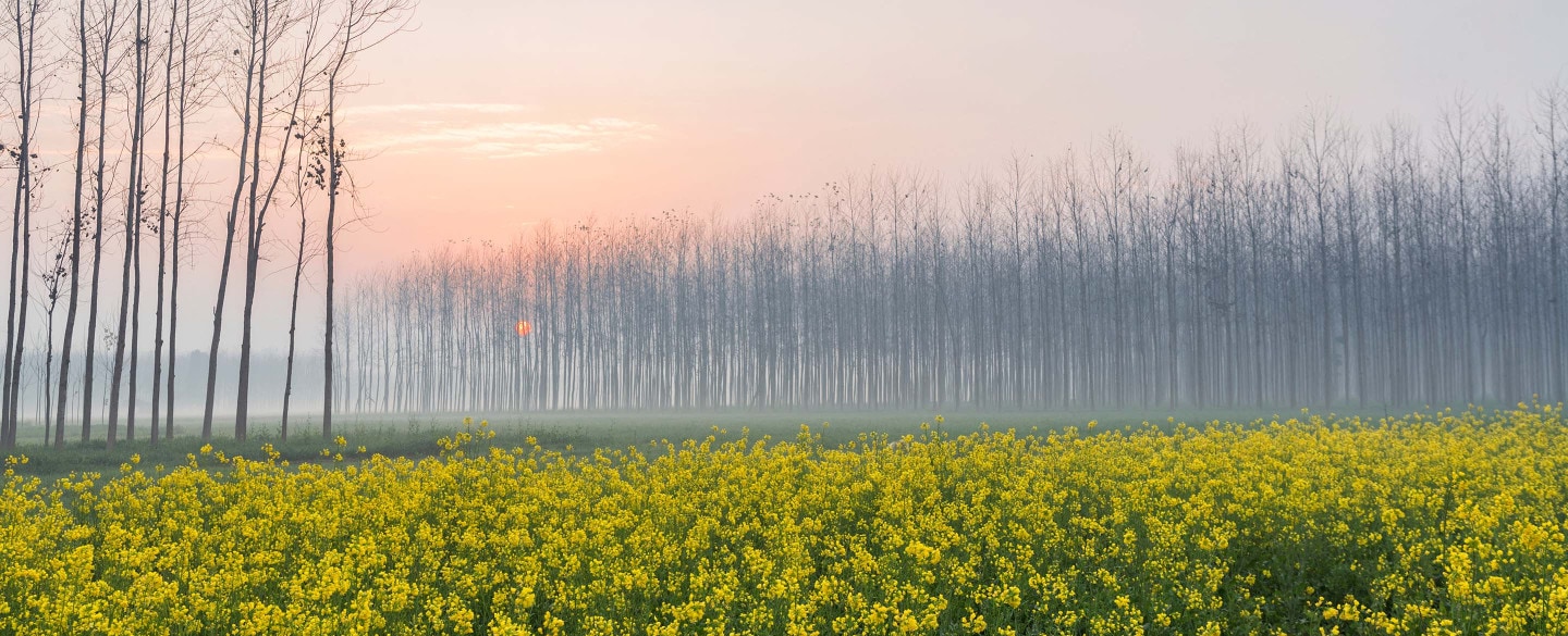 Punjab