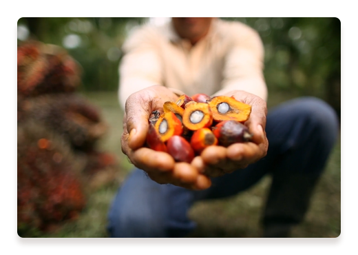 Palm oil farmer harvesting fresh palm fruits for Nutella production.