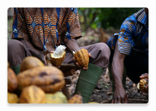 cacao 