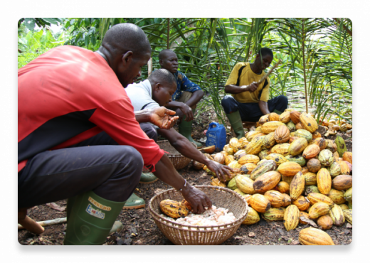 cacao