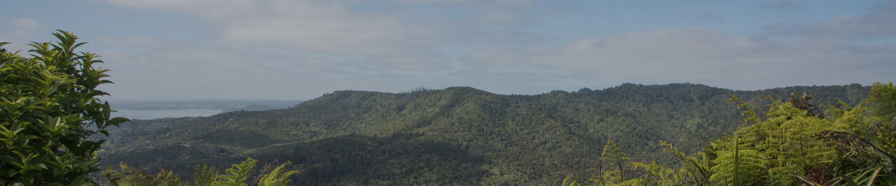 The sustainable palm oil in Nutella® Nutella®