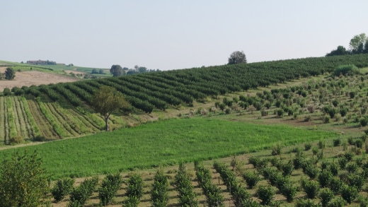 hazelnut-farm-landscape