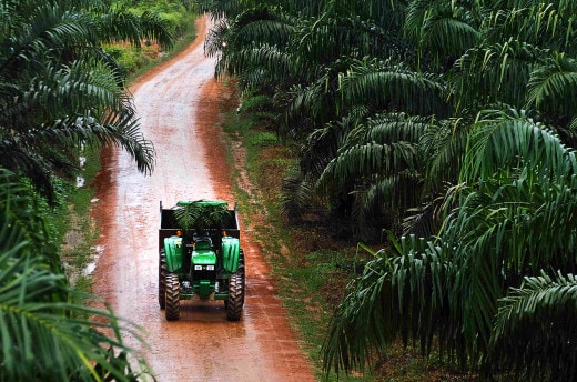 palm-oil-wwf-scorecard-ferrero