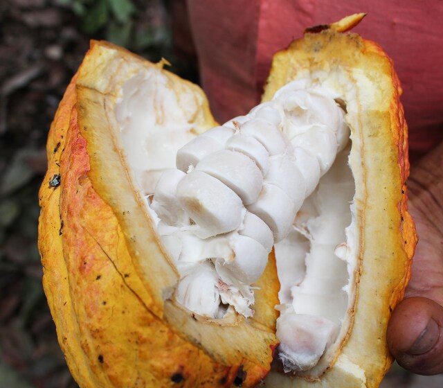 feves-cacao-nutella-3_1