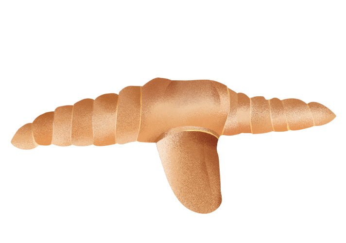 ricciolina-mantovana_desktop.png