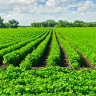 Immagine coltivazione per lecitina: raccolto agricolo utilizzato negli ingredienti.